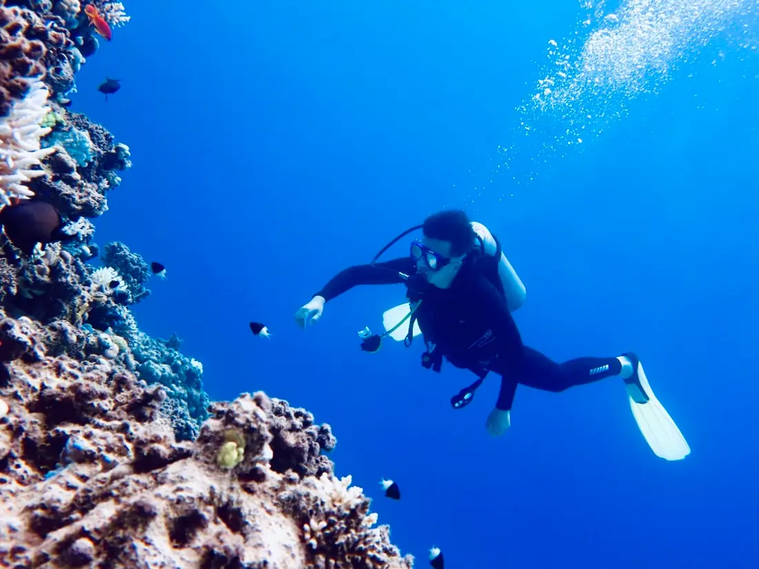 Underwater scene at Shark Bay, Sharm El Sheikh, Egypt