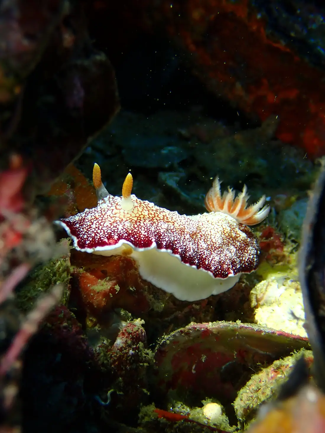 A white nudibranch with red spots and yellow rhinophores on a reef wall at Gato Island, Philippines