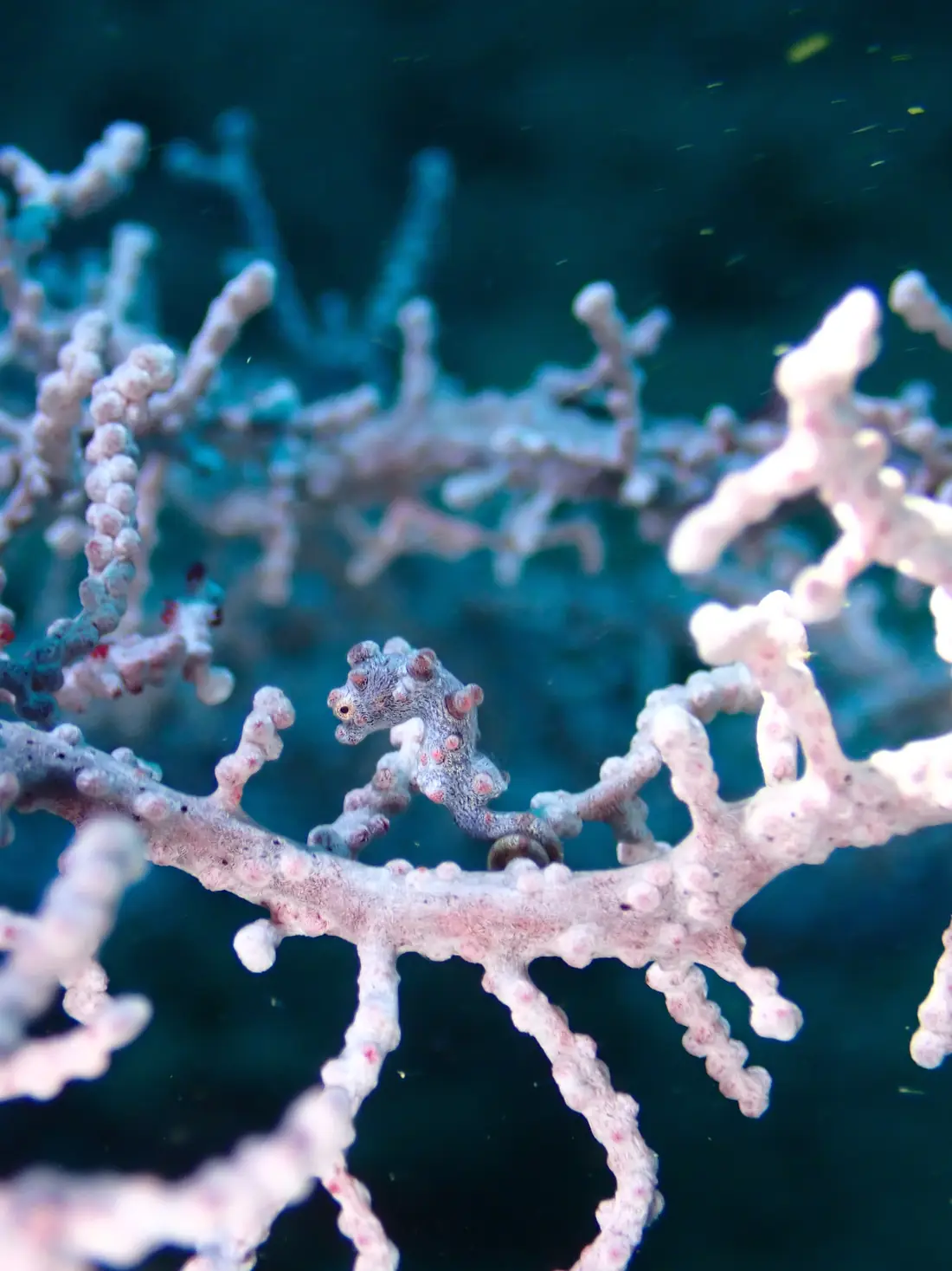 A pygmy seahorse clinging to a pink sea fan at Gato Island, Philippines
