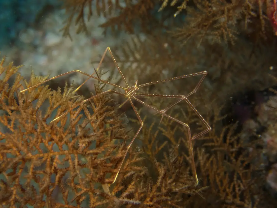 A long-legged spider crab standing on an orange gorgonian at Gato Island, Philippines