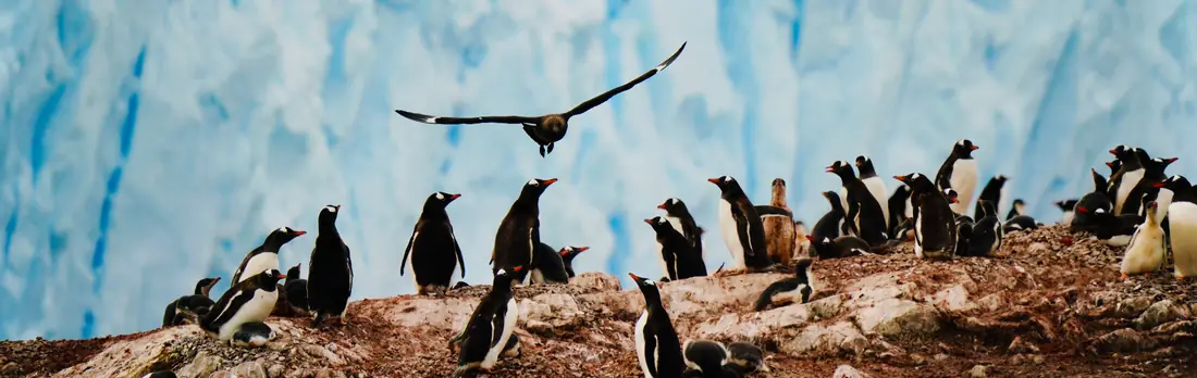 Gentoo penguins and skuas on the shore of Neko Harbour, Antarctica